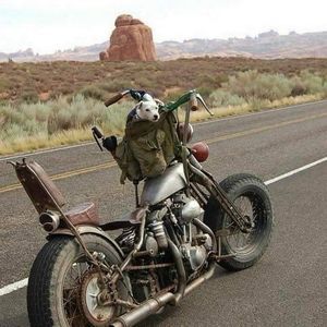 Meet your Posher, Tony